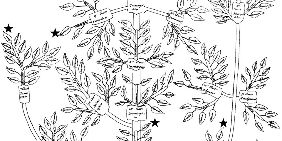 Augier Tree